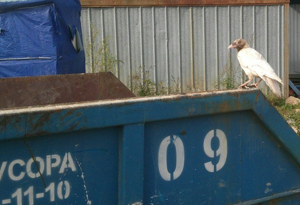 White crow - My, White crow, Unusual, Birds, Krasnogorsk