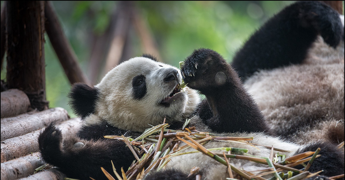 Ленивцы мультяшные. Коала и ленивец. Панда и коала арт. Панда енот. Панда нейросеть.