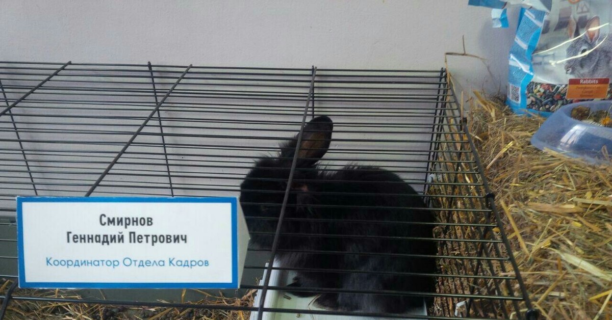 Кот геннадий петрович