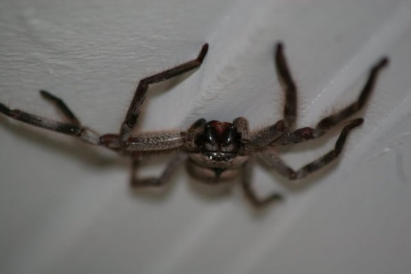 I am Australian. - My, The photo, Interesting, Cool, A parrot, Australia, Spider, Canon