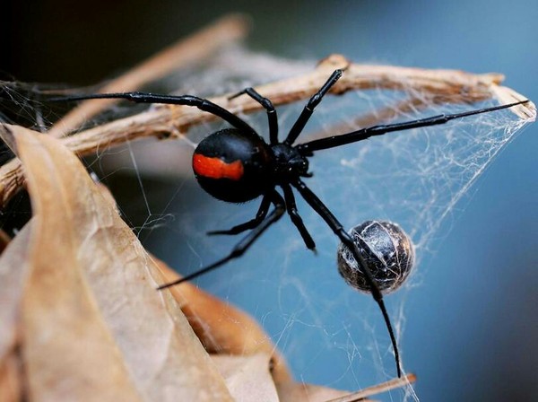 Dragged our fly into a corner ... (c) - Spider, Payment, People, Food, Interesting