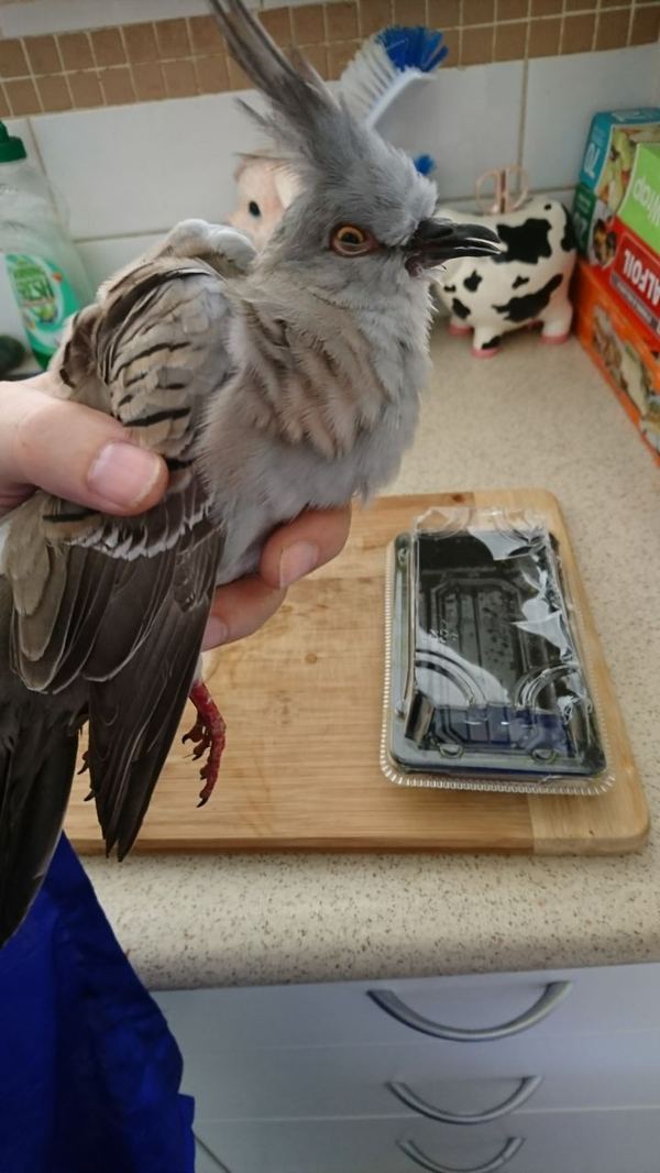 unknown bird - Birds, Help, Australia, Longpost