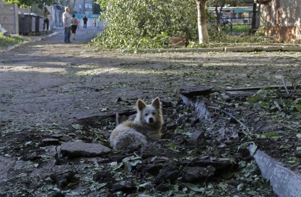 Ода человеческой глупости. - Домашние животные, Длиннопост, Накипело