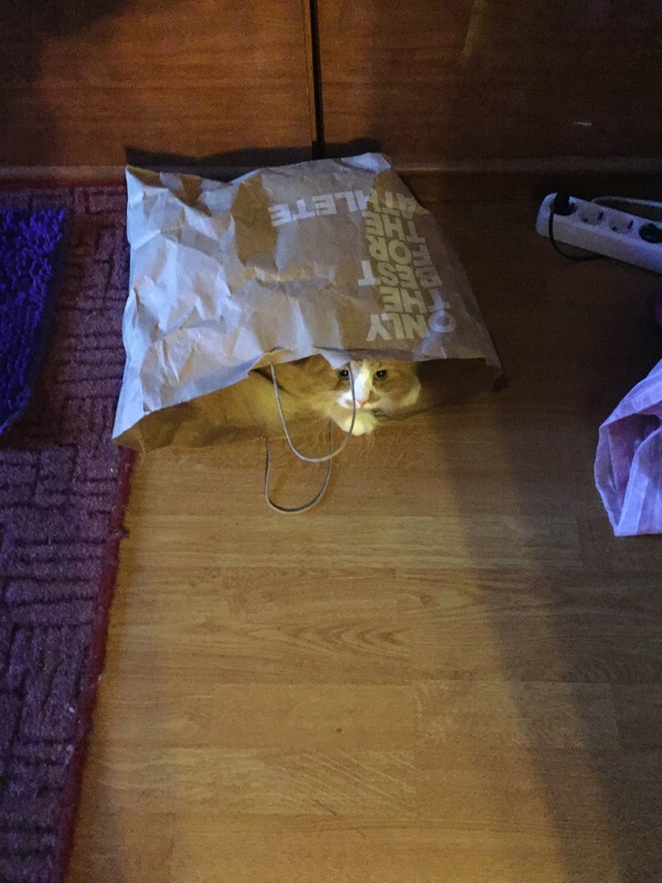 My cat hid in a bag in the morning and when I tried to get it out of there, he resisted) - My, cat, Package, Hide and seek