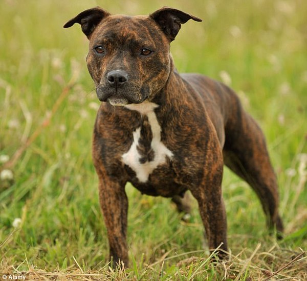 Fighting dog killed the owner in front of journalists. - Fighting dog, 