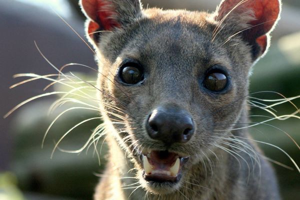ИНТЕРЕСНЫЕ ФАКТЫ ПРО ФОССУ (FOSSA) Фосса, Животные, Мадагаскар, Интересное, Познавательно, Длиннопост