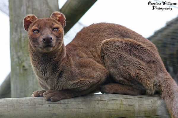 ИНТЕРЕСНЫЕ ФАКТЫ ПРО ФОССУ (FOSSA) Фосса, Животные, Мадагаскар, Интересное, Познавательно, Длиннопост