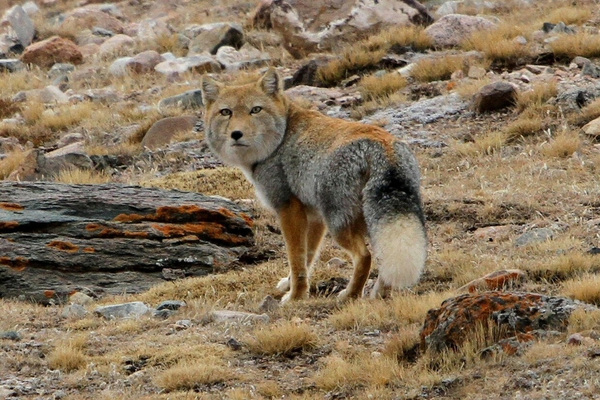 Tibetan fox, draw a new meme) - Fox, Memes, Rare animals, Rare view