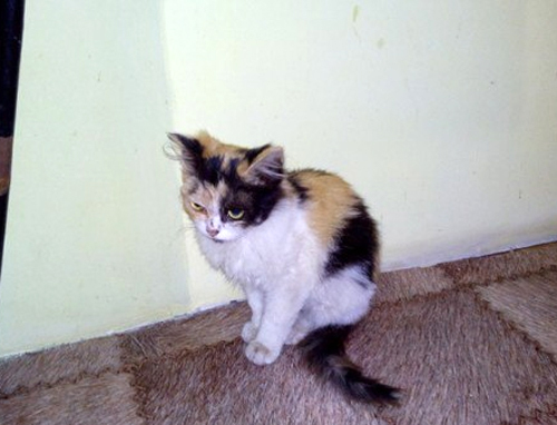 Our foundling could not eat for 3 days - cat, Foundling, Hunger, , Girlfriend Matilda, Longpostpost, Longpost