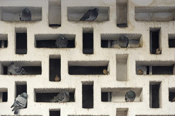 Each with a balcony. - Birds, Pigeon, Sparrow