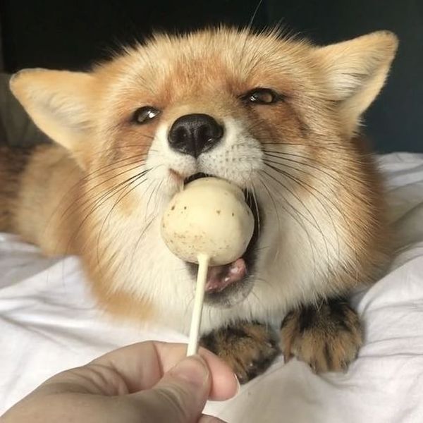 yum yum ^^ - Fox, Yummy, Probably, Animals