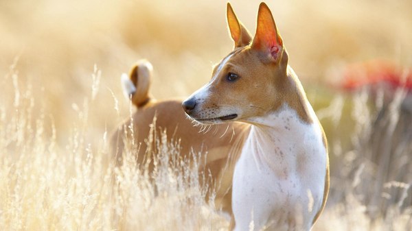 The Basenji is the only dog ??breed that does not bark. - My, Dog, Animals, Menagerie, Pet, Pets