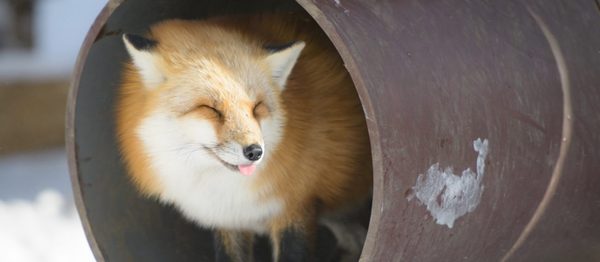 ����� ��������-������ :D