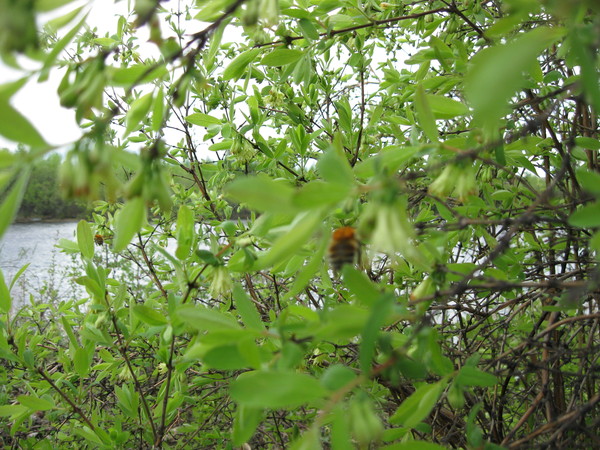 Summer is coming .. filmed in Yakutia - beauty of nature, wildlife, My, Longpost