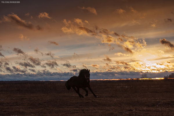 On the Sunset - My, Horses, Stallion, Equestrian Club, Stable, Ryazan, Sunset, Longpost