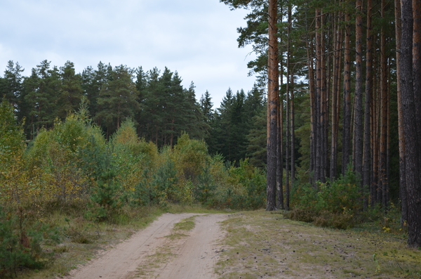 forest paths - My, Forest, Road, Opochka, The photo, Autumn, Longpost