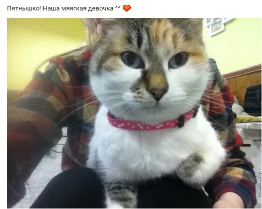 The history of the cat cafe in the bowels of Eastern Siberia - Cat cafe, cat, Startup, Overcoming, Longpost