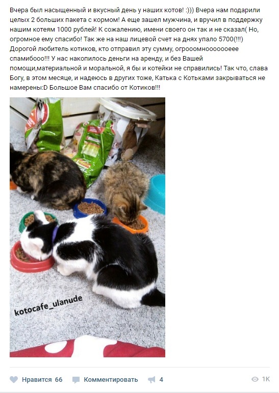 The history of the cat cafe in the bowels of Eastern Siberia - Cat cafe, cat, Startup, Overcoming, Longpost