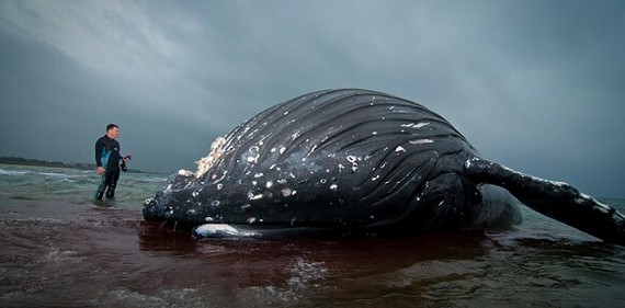 Горбатый кит - Человек, Кит, Море