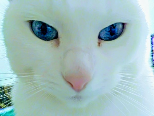 Blue-blue sea in the eyes - My, cat, The photo, Donetsk, , Xiaomi