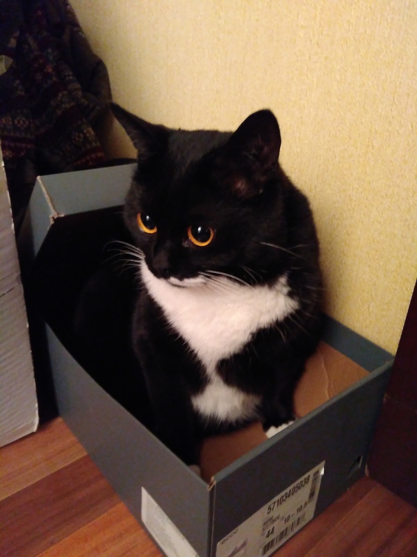 ECCO shoes are very comfortable) - My, Catomafia, Ecco, Box and cat, Longpost, cat