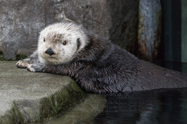 So where are my treats? - Otter, Otters, Sea otter, Milota, Animals