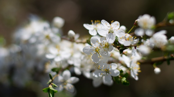 The power of spring - My, Longpost, Nikon, Flowers, The photo, Spring