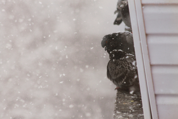 Cold - My, Pigeon, Winter, Snow, Cold, Are warming up, 