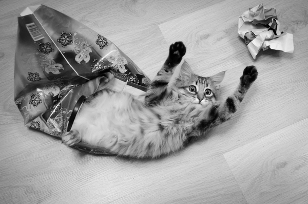 Paws up, you're under arrest! - My, cat, Caught, Sachet, The photo