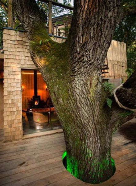 Luxurious guest tree house - House, Tree, Gorgeous, , Longpost, Tag