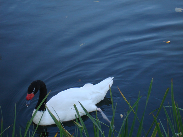 Beauty in Moscow parks - My, Birds, Nature, The park, Moscow, beauty, Peace, A life, Water