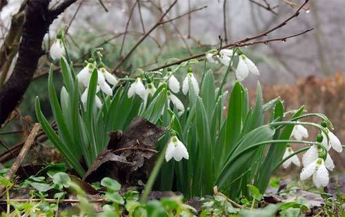 Remember everything... - NSFW, My, The first love, Hamster, Snowdrops, Spring, A life, Love, Longpost, Snowdrops flowers