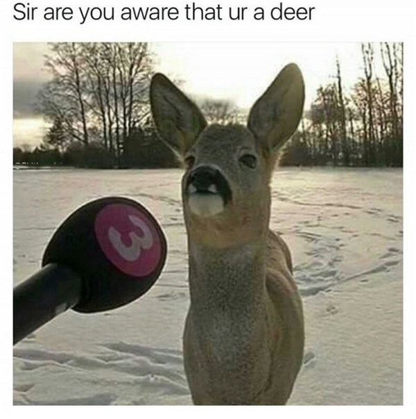 When I wanted to give an interview - Interview, Deer, Deer