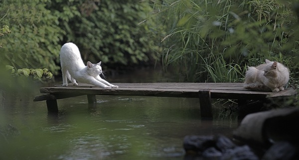 Don't succumb to a changing world - My, cat, River, Meeting, Bushes, Gangway, Pose, Viewer, Board