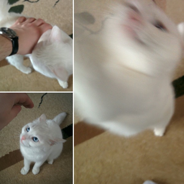 How to tease a cat. - My, cat, The photo, 