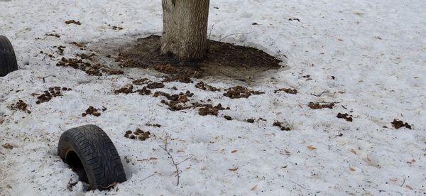 Hello spring or what to do with dog poop? - Spring, Garbage, Longpost