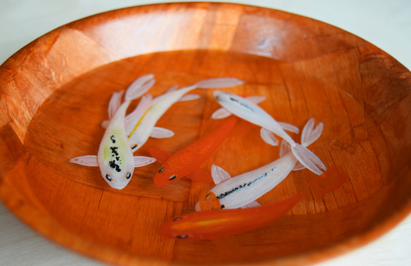   6 +    Riusuke Fukahori, , Goldfish, ,  , , 