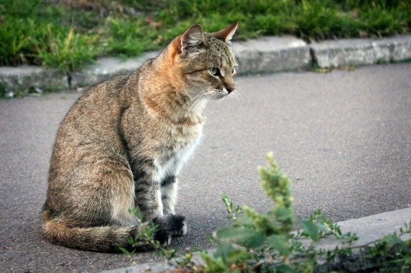 �������� ���