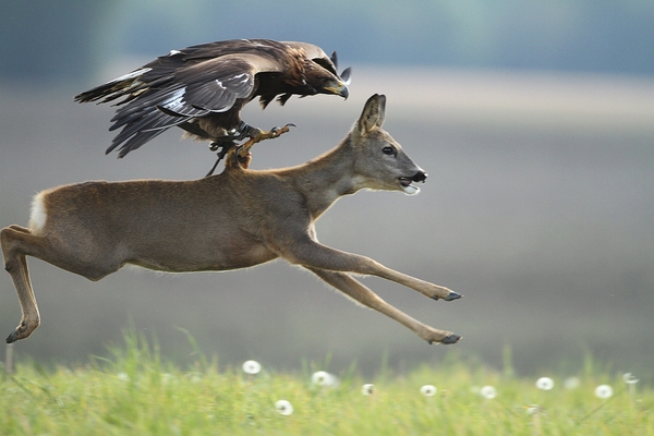 Hunter. - The photo, Animals, Eagle, Deer, Hunting, Deer