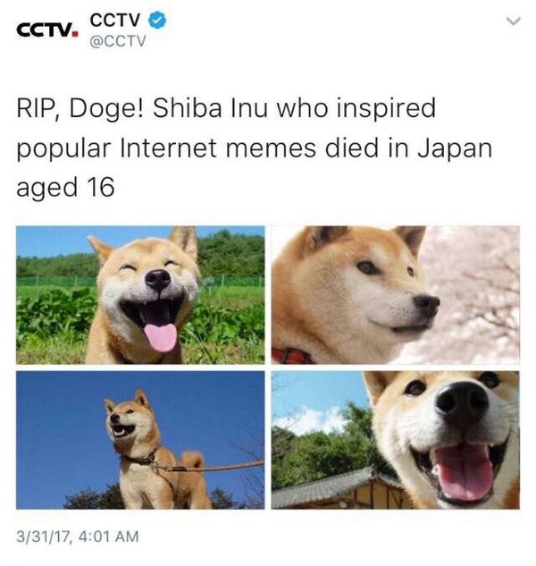 Doge died ( - Doge, Wow doge, Dog, Memes