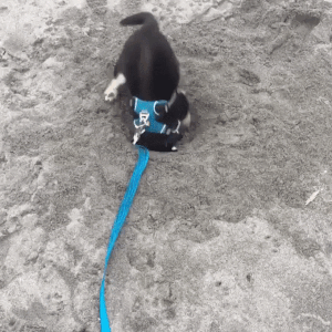 To dig or not to dig - that is the question - Dog, Puppies, Digging, Sand, GIF