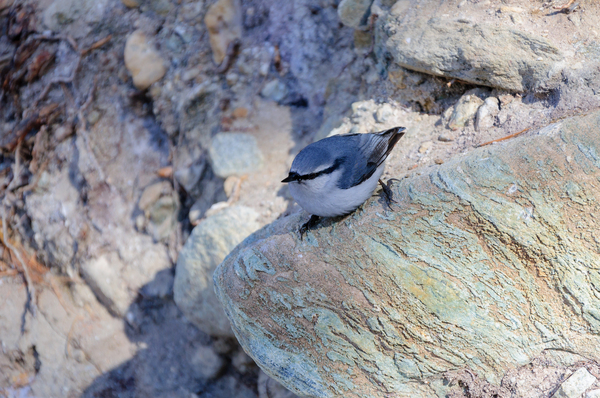 Arshan - My, Tunka Valley, Arshan, Birds