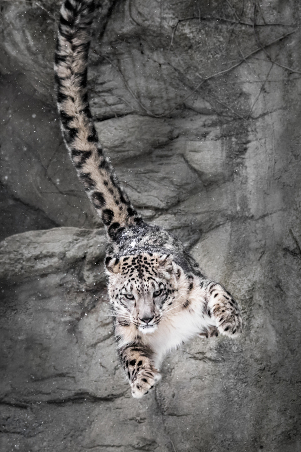 Big cats diiiinnopost. - The photo, Big cats, Cheetah, Leopard, Snow Leopard, a lion, Longpost, Cat family, Animals