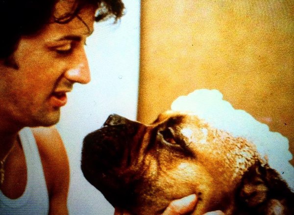 In his youth, in order to buy food for himself, the hungry and impoverished Sylvester Stallone sold his only true friend, Mastiff Butkus, for $40. - Sylvester Stallone, A life, Dog