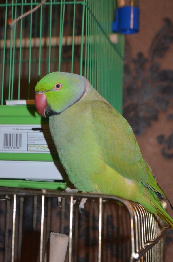 jeffkin looking for a home - My, A parrot, Necklace parrot, Lovebirds, Fisher's Lovebird, I will give, Longpost, Saint Petersburg