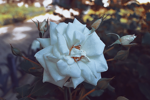 White rose. - My, The photo, Elena Nikulina, the Rose, Flowers, Nikon d3100