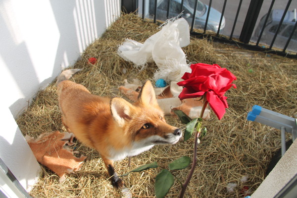 fox and rose - My, Fox, Domestic fox, Sonya the domestic fox, Domestic foxes, Yummy, Video, Longpost