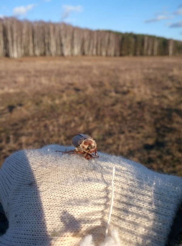 A little hobby in the feed. - Metal detector, Hobby, Longpost, Metal search, Open season