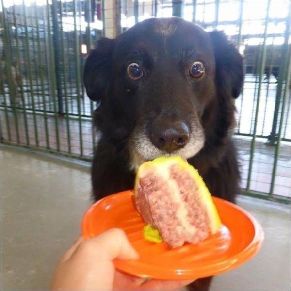 When they give out a bonus at work, and you just screwed up - Jamb, Images, Dog, Cake