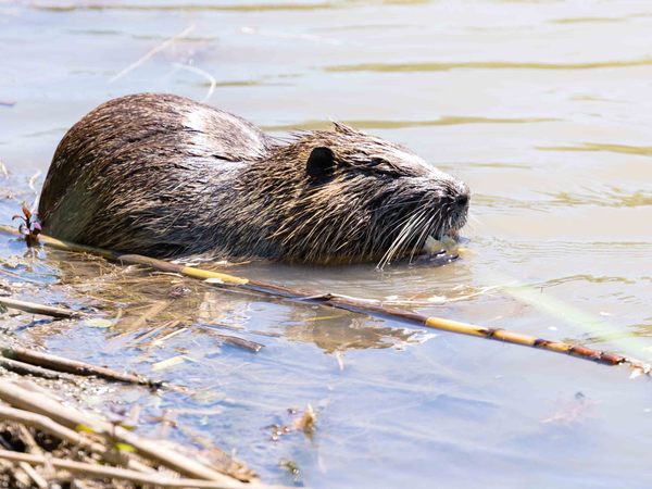About nutria - My, Beavers, The photo, Nutria, Reserves and sanctuaries, Longpost